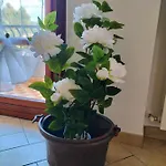 Di Via Refini Ii