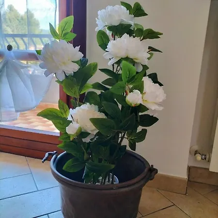 Di Via Refini Ii